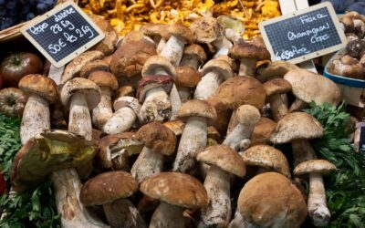 Mushrooms: The Unsung Heroes of Gut Health